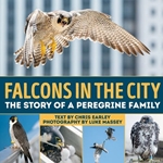 Falcons in the City