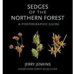 Sedges of the Northern Forest