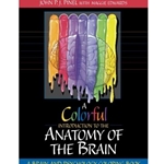 A Colorful Introduction to the Anatomy of the Human Brain