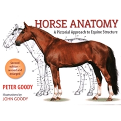 Horse Anatomy